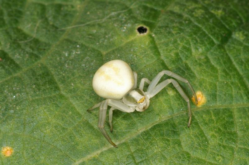 Misumena_vatia_D5209_Z_89_Les Gris_Frankrijk.jpg